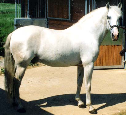 &eacute;talon lusitanien : junco (eldorado x esbelta)